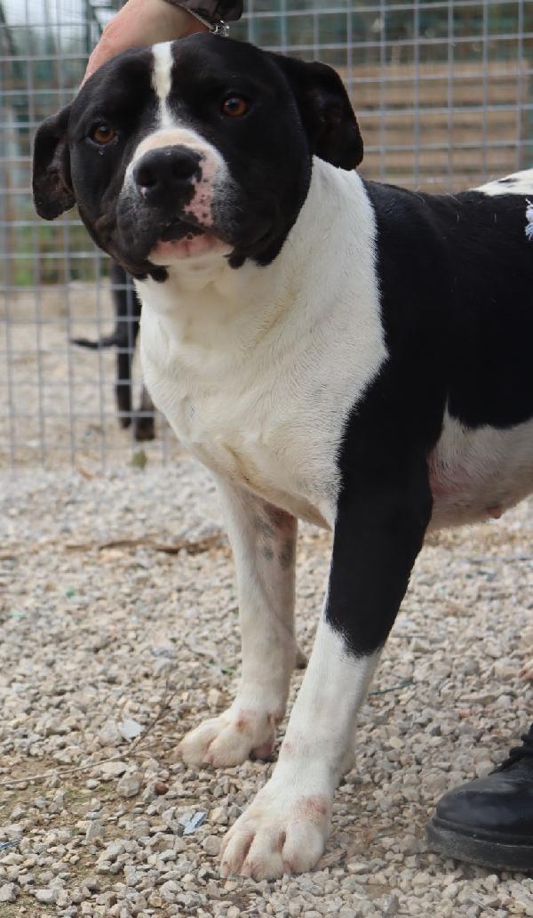 CHICCO, incrocio AMSTAFF, ottimo carattere Foto 2